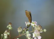 Brauner Waldvogel IMG_10556