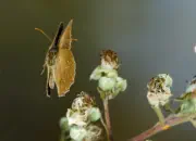 Brauner Waldvogel IMG_10522-