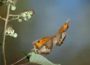 Großes Ochsenauge IMG_10668