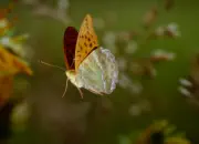 Kaisermantel IMG_6603