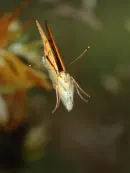 Kaisermantel IMG_6586-