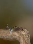 Dunkler Fliegenkäfer IMG_6834