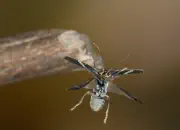 Dunkler Fliegenkäfer IMG_6832