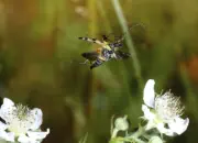 Gefleckter Schmalbock 2010_IMG_4662