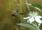 Gefleckter Schmalbock IMG_4708