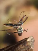 Gelbbindiger Zangenbock  2010_IMG_2007