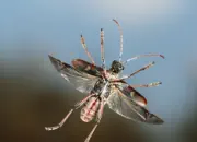 Gelbbindiger Zangenbock  2010_IMG_2362