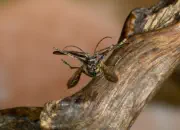 Gelbbindiger Zangenbock  2010_IMG_1969