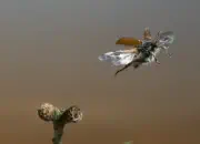 Gemeiner Wollkäfer  IMG_7056