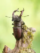 Hirschkäfer DSC_6396