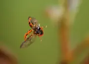 Marienkäfer IMG_3928