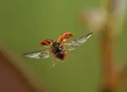 Marienkäfer IMG_3908