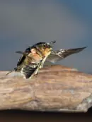 Rosenkäfer IMG_2701