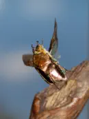 Rosenkäfer 2010_IMG_2627