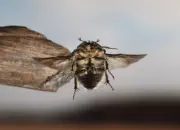 Rosenkäfer IMG_2751