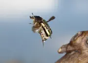 Rosenkäfer 2010_IMG_2629