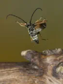 Rothalsbock IMG_1290