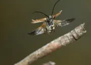 Rothalsbock IMG_11189