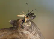 Rothalsbock IMG_11199