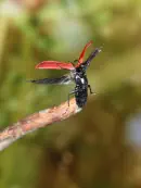 Scharlachroter Feuerkäfer 2010_IMG_3371