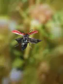 Scharlachroter Feuerkäfer 2010_IMG_3323