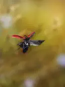 Scharlachroter Feuerkäfer 2010_IMG_3306