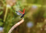 Scharlachroter Feuerkäfer 2010_IMG_3340