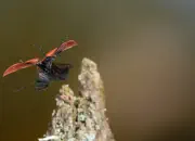 Scharlachroter Feuerkäfer IMG_7204