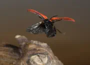 Scharlachroter Feuerkäfer IMG_7300