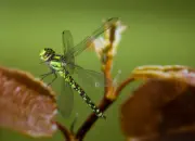 Blaugrüne Mosaikjungfer 2009-IMG_7965