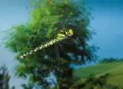 Blaugrüne Mosaikjungfer 2009-IMG_7966