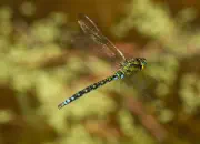 Blaugrüne Mosaikjungfer 2011_IMG_7489