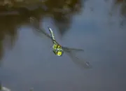 Blaugrüne Mosaikjungfer 2011_IMG_7584