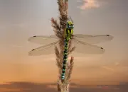 Blaugrüne Mosaikjungfer 2009-IMG_7400