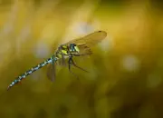 Blaugrüne Mosaikjungfer 2009-IMG_8434