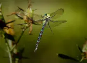 Blaugrüne Mosaikjungfer 2009-IMG_8439