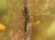 Blaugrüne Mosaikjungfer 2009-IMG_7376
