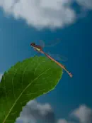 Frühe Adonislibelle IMG_10674