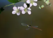 Frühe Adonislibelle IMG_10837