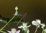 Frühe Adonislibelle IMG_10822