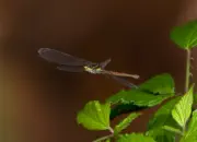 Frühe Adonislibelle IMG_10710