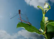 Frühe Adonislibelle IMG_10683