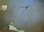 Frühe Adonislibelle IMG_10664