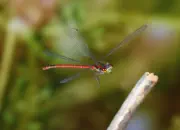 Frühe Adonislibelle 2010_IMG_3332a