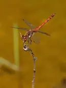 Heidelibelle 2011_IMG_8193_1