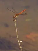 Heidelibelle 2011_IMG_7864