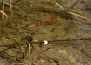 Heidelibelle 2011_IMG_7913