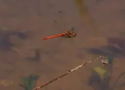 Heidelibelle 2011_IMG_8123