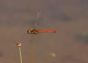 Heidelibelle 2011_IMG_7873