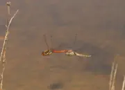 Heidelibelle 2011_IMG_7336